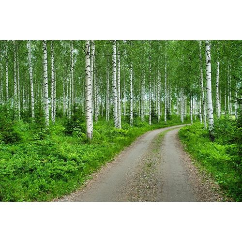 Finlandia-Savonlinna-dirt road in a birches forest